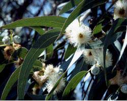 圣斑斓尤加利精油10ml