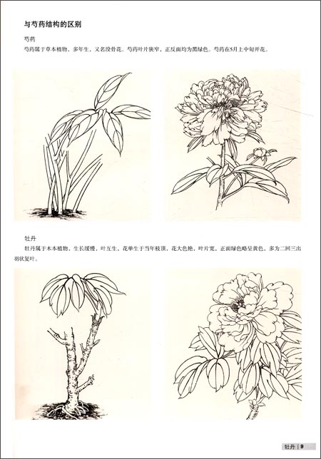 国画技法入门秘诀系列:一学就会工笔牡丹画法