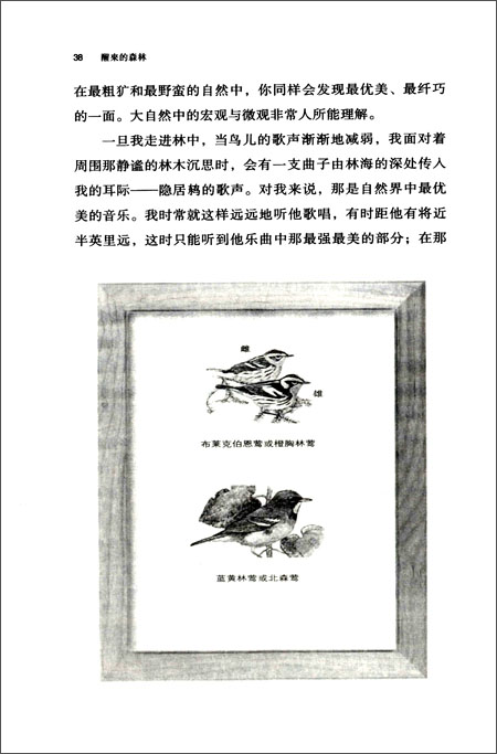 美国自然文学经典译丛:醒来的森林+遥远的房屋