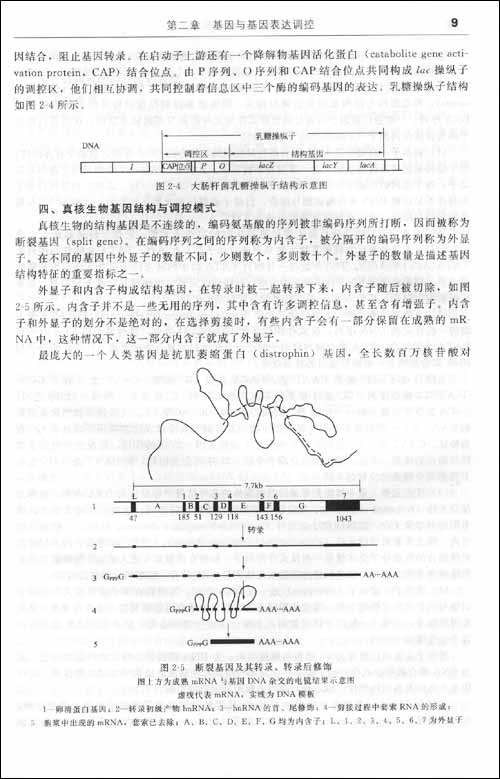 基因工程原理与技术(第2版)\/刘志国
