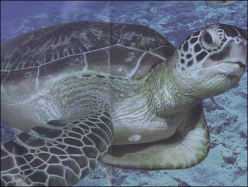 《幼儿园渗透式领域课程》(教学挂图)(第2版):