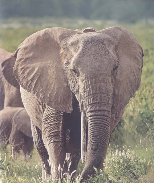 鱼也要喝水吗?:奇妙无穷的动物世界\/德国Chris