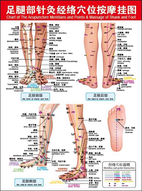 足腿部针灸经络穴位按摩挂图(中英文版)\/刘娅玲-图书-亚马逊