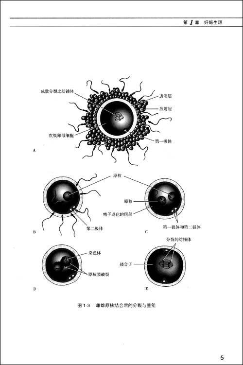 妇产科超声诊断学图解\/周永昌