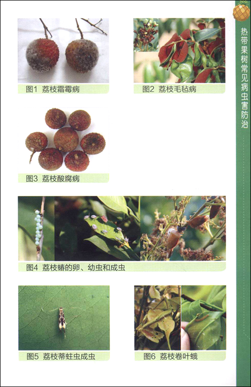 热带果树常见病虫害防治\/刘奎
