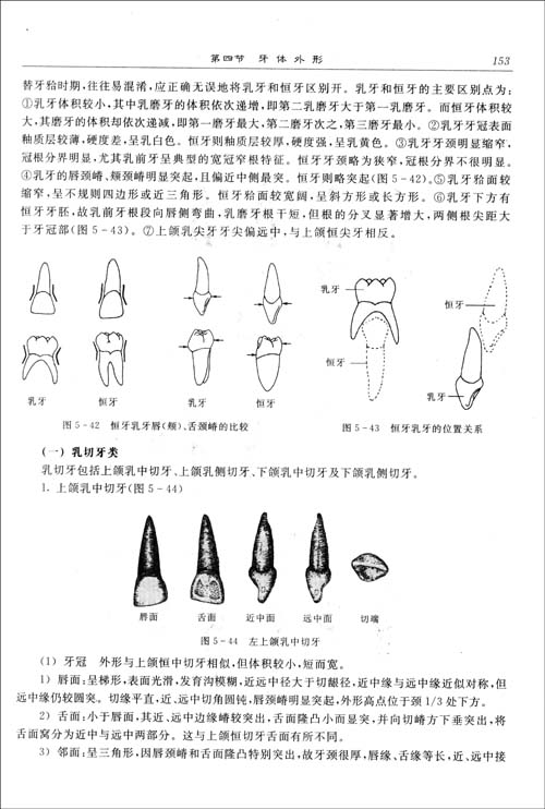 口腔解剖生理学(口腔医学口腔医学技术专业用